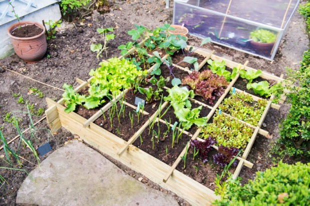 Aprenda a fazer uma horta em apenas um metro quadrado