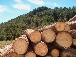 PalavraLivre-produtos-florestais-sc-silvicultura
